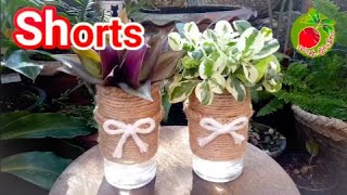 shorts diy กระถางต้นไม้จากขวดพลาสติก ปลูก ก้ามปูหลุด เกล็ดแก้ว ต้นไม้ สวยๆ/ปุ้ย เล่าสู่อู้กำเมือง