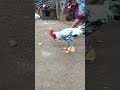 இஷ்ட பட்டு உயிரை குடுக்கணுமா shortsvideo pigeon dove funny trendingvideo trending