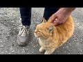 i met the big orange cat for the first time we warmed up to each other