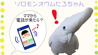 お喋り中ママから電話が来た時のソロモンオウムたろちゃん　Reaction when a phone call comes from mama while cockatoo is talking