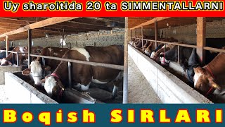 Mana UY sharoitida SIMMENTALLARNI boqish. Qorqmey SIMMENTAL olavering boqsa bolarkan