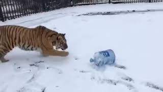 чанги саги алабай бо паланг