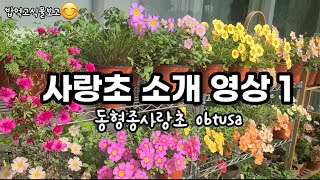 사랑초소개영상/1월베란다정원/겨울가드닝/사랑초가드닝/사랑초구근나눔계획까지~♡