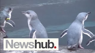 From fruit-growing to wildlife: Dramatic effects of NZ's heatwaves revealed | Newshub