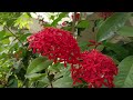 இட்லி பூவின் மகிமைகள் wonderful ixora