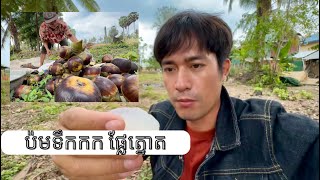 ប៉មទឹកកក ល្បីលើពិភពលោក គឺផ្លែត្នោត / The world famous ice tower is a palm tree.