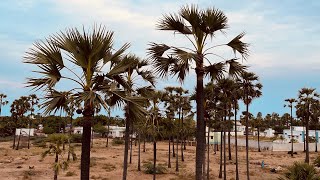 இவ்வளவு❗️பொருட்களா பனைமரத்தில் இருந்து கிடைக்கிறது❓| Palm Tree🌴| Tradition Food