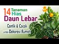 14 Tanaman Hias Daun Lebar, Cantik Dan Cocok Untuk Dekorasi Rumah