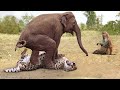 The Herd Of Elephants Rescues The Helpless Baby Monkey From The Pursuit Of The Leopard