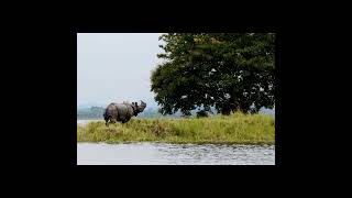 Kaziranga Bor Dhunia (কাজিৰঙা বৰ ধুনীয়া) |Assamese song | Anupam Saikia | Bornali Kalita