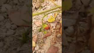 Time to plug cherry tomatoes  #vegetables #trending #nature #plants #viralvideo