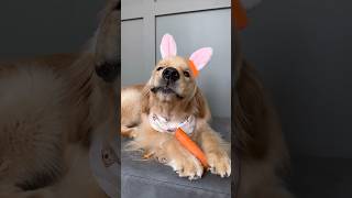 Watch the cutest Easter bunny dog in the world 👀🐰 #dog #doglover #trending #shorts #reels #asmr