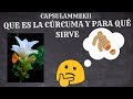 ¿Que es la cúrcuma y para qué sirve?