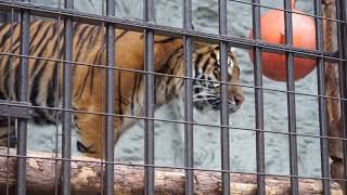 スマトラトラ　ミンピのお食事タイム　野毛山動物園　2018.1.5