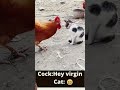 hen vs cat battle between both animals 😜😜😂😂🐱🐓🐓