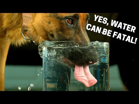 How much water should dogs drink? How to check for dehydration in dogs. How much water should dogs drink? How to check for dehydration in dogs.