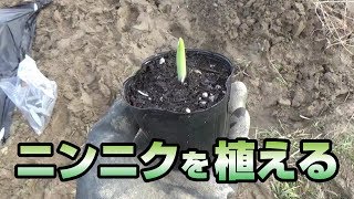 ほのぼ農園#12 ついに、ニンニクを植えるよ！【畑初心者】