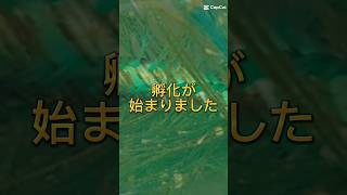 【孵化が始まりました】2023錦鯉稚魚近況報告 京阪錦鯉センター