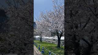 桜の季節🌸　#駿府公園　#静岡祭り　#旅行