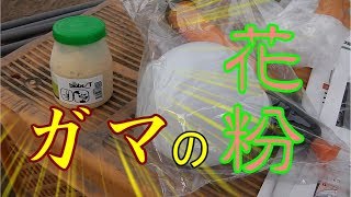 天敵放飼後やった事!変更点!!本日も頑張りましょう！／きゅうり農家／きゅうり栽培／愉快なshata農園