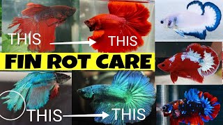 BETTA FISH FIN ROT CARE FULL GUIDE | BETTA FISH FIN DROP TREATMENT | HOW TO CARE BETTA FIAH |