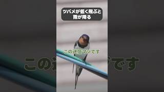 この迷信本当です #shorts #野鳥