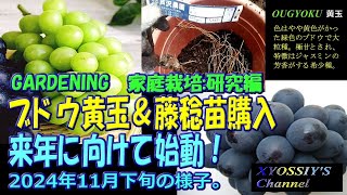 【XYOSSIYの果樹チャンネル】2024年11月下旬の様子：ブドウ苗到着　枯れた代替分「藤稔」＆ジャスミンの香りがする「黄玉」