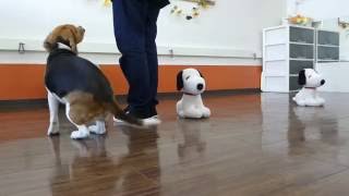 アプロちゃん復習トレーニング★犬のようちえん高槻教室