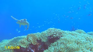 癒しの水中映像🐳久米島DIV〈６ 🤿 Kume Island diving マンタステーション🛥️ 遭遇率は通年で５０％以上！マンタのクリーニングポイントです❣️年中高確率でマンタに会える🐡久米島の海