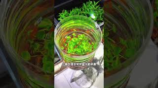 自从有了这个支架，矿泉水瓶养孔雀鱼玩出了新花样，一键换水还能清理鱼便孔雀鱼 养鱼日记 鱼缸里的大自然 水族 观赏鱼