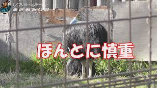 ヒクイドリのミックス（同居）　　東武動物公園