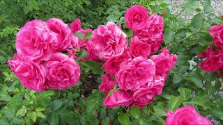 Canadian Heritage Garden, Rideau Hall, Ottawa