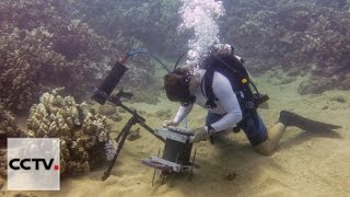 Observing behaviour of tiny marine life