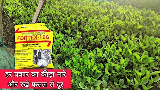 Fortex 10G | Phorate 10%CG | मारे सभी ज़मीनी कीड़ो को | नर्सरी में दमदार रिजल्ट के साथ | PraveenThakur