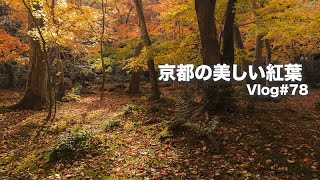 毎年訪れるくらい美しい京都の紅葉 嵐山の祇王寺へ【Vlog #78 】