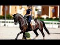 fei dressage horse for sale extasia