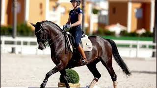 FEI Dressage Horse for Sale: Extasia