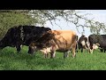 en 2 hectáreas 29 vacas de ordeña