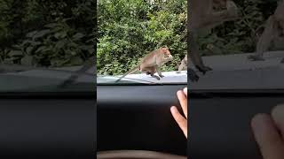 Monkeys🐒 in Kodaikanal