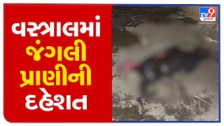 Ahmedabad: Presence of wild animal suspected in Vastral, residents left terror-stricken| TV9News