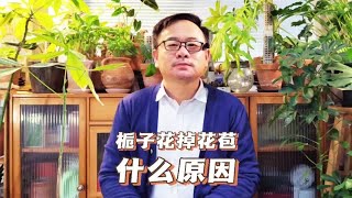 栀子花花苞没开就掉了什么原因？主要原因有5个，处理方法不相同