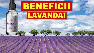 𝐁𝐞𝐧𝐞𝐟𝐢𝐜𝐢𝐢𝐥𝐞 𝐮𝐥𝐞𝐢𝐮𝐥𝐮𝐢 𝐞𝐬𝐞𝐧𝐭𝐢𝐚𝐥 de lavanda (sau ceai)