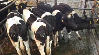 Dairy cow auction at Mid-Tipperary Marts