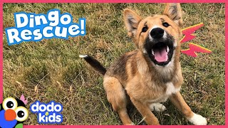 Mystery Dog Is...Actually Not A Dog At All! | Rescued! | Dodo Kids