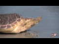 seaworld releases 4 loggerhead sea turtles into the wild