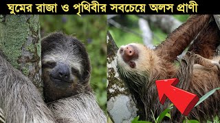 অলস ! আপনার থেকেও অলস !  স্লথ পৃথিবীর সবচেয়ে অলস ও ধীরগতি সম্পন্ন প্রাণী l sommohon l সম্মোহন