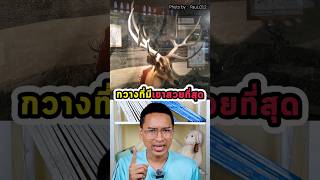 กวางที่มีเขาสวยที่สุดในโลก.!🦌🪷 #สารคดีสัตว์โลก #สัตว์โลกน่ารัก #สมัน #สูญพันธุ์