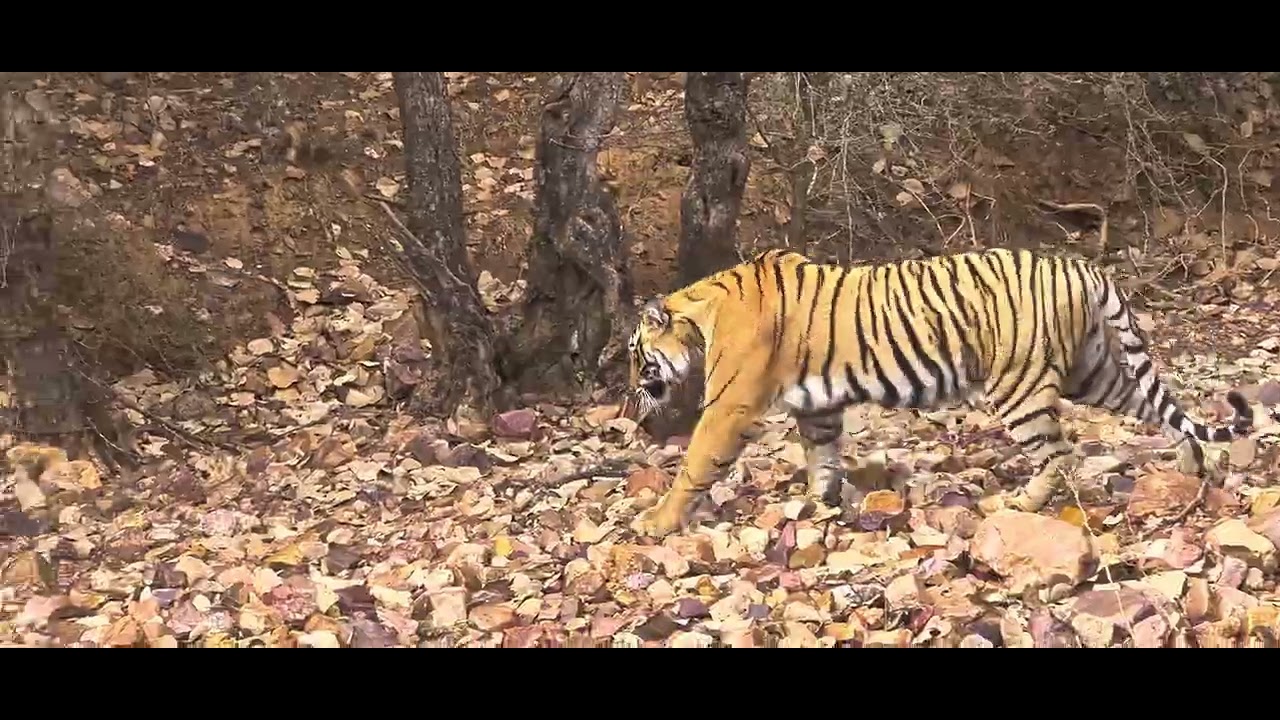 Tiger Spotting In Ranthambore - YouTube