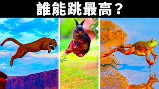 世界上誰能跳最高？