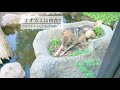 シンリンオオカミの仲良しトリオ！【神戸どうぶつ王国】マイケル＆ヒカル＆ゲンキ kobe animal kingdom eastern timber wolf